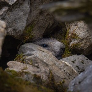 Murmeldyr i Steinrøys