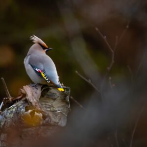 Sidensvans i Høstlandskap