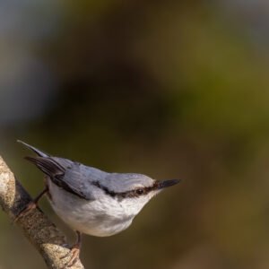 Spettmeis På Farten